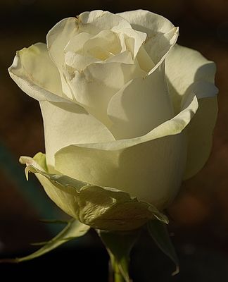 A Frosty White Rose