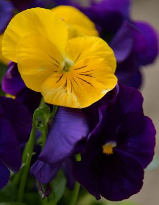 131of 365 Purple and Gold