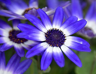 132 of 365 Blue Periodicalis