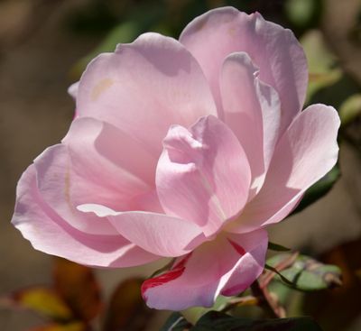136 of 365 A Starlight Rose
