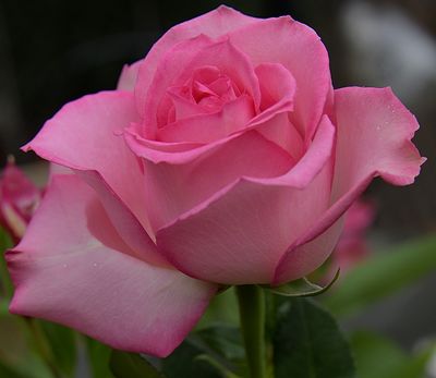 A Shades of Pink Rose.jpg