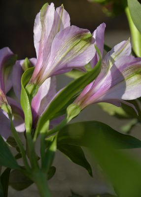 A Lavender Peruvian Lily