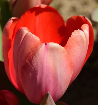 138 of 365 Pastel Pink Tulip with Flame Red Inside