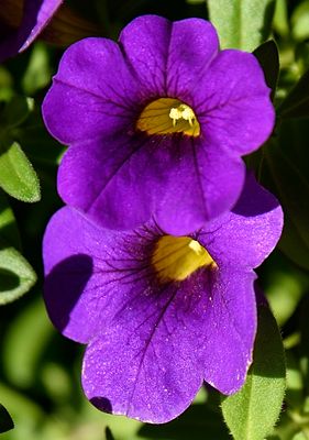 My Purple Petunias