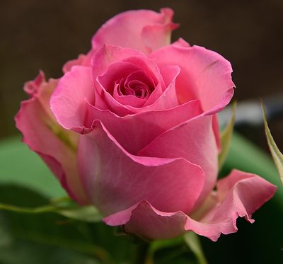 A Pink Frilly Rose