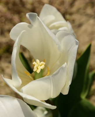 A Shiny White Tulip