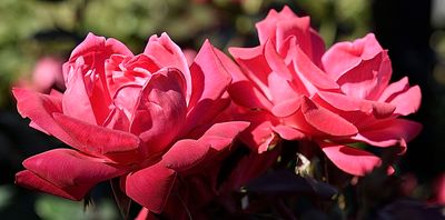146 of 365 Salmon Garden Rose