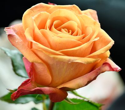 152 of 365 Orange Red Rose