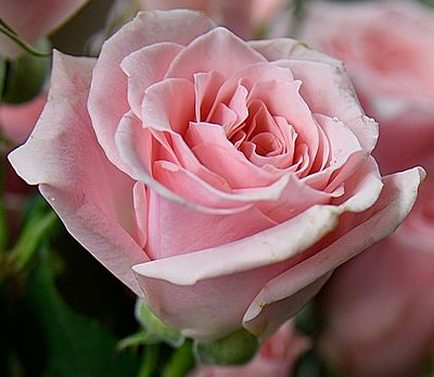 A Pink Rose in the Rain