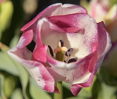 154 of 365 Pink White Tulip
