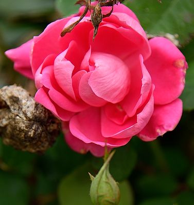 155 of 365 Deep Pink Rose