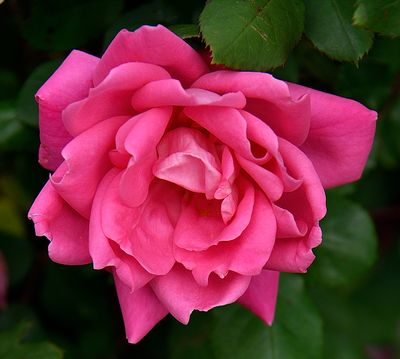 Big Pink Rose.jpg