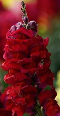 159 of 365 Royale Red Snap Dragon