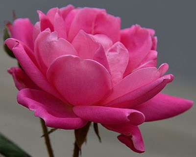 Pink Ransom Rose