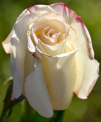 Red Tinged White Rose