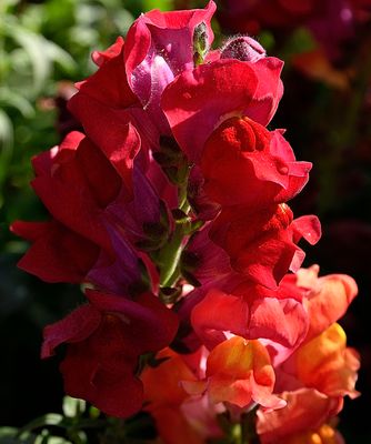 164 of 365 Multicolored Snap Dragon