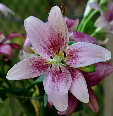 165 of 365 Lavender Pink Day Lily
