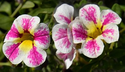 A Pink White Petunia