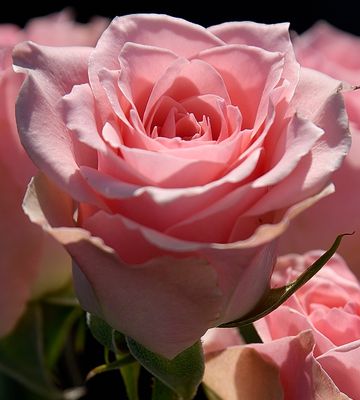 Light Pink Rose