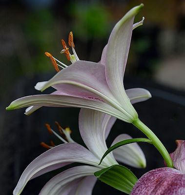 Fresh Day Lily Blooms