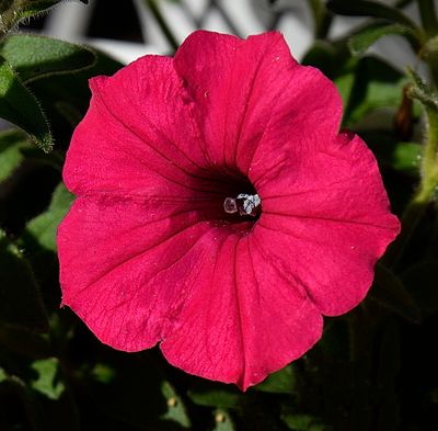 170 of 365 Deep Red Petunia