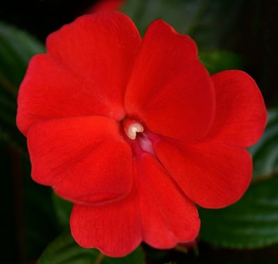 171 of 365 Scarlet Red Petunia