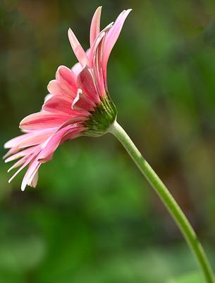 172 of 365 Fresh Pink Gebera Bloom