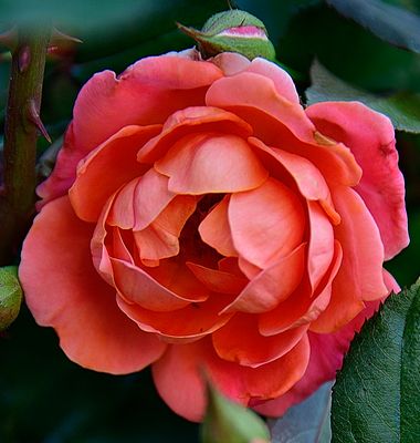 Peachy Orange Rose