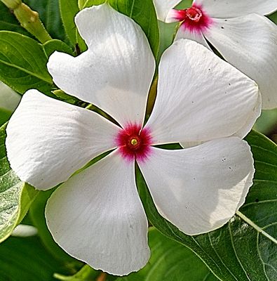 173 of 365 White Petunia with Red Center