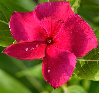 Bright Red Petunia