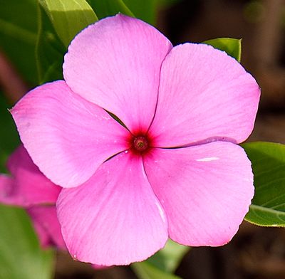 174 of 365 Pink Petunia with Red Center
