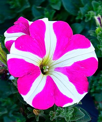 176 of 365 Pink White Petunia