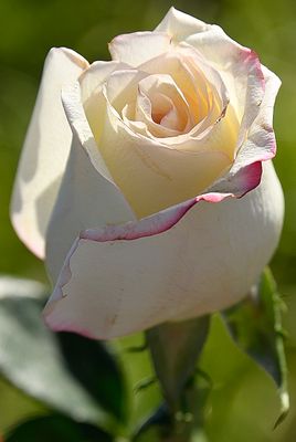 178 of 365 White Heritage Rose.jpg