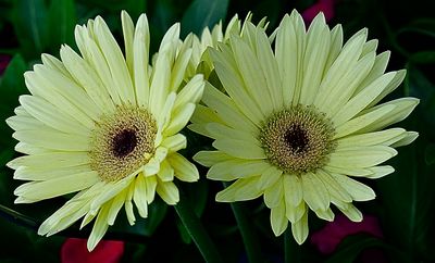 180 of 365 Pair of Pale Yellow Geberra Daises