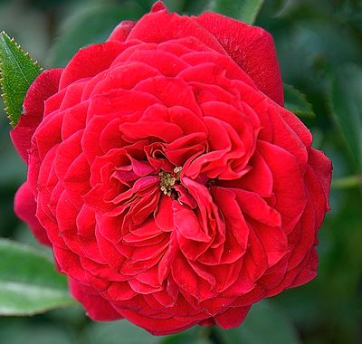 Pretty Red Garden Rose