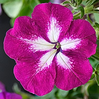 Pretty In Purple Petunia