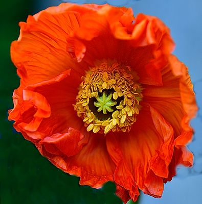 Dutch Flame Poppy.jpg