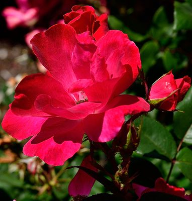 183 of 365 Red Garden Rose