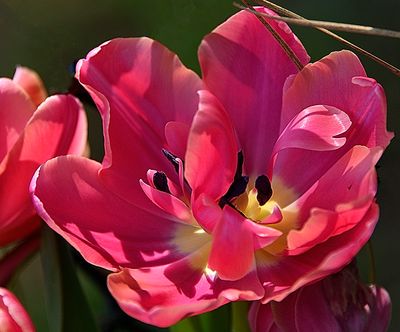 Bright Pink Dutch Tulip