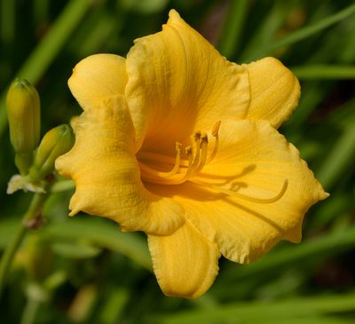 187 of 365 Golden Day Lily