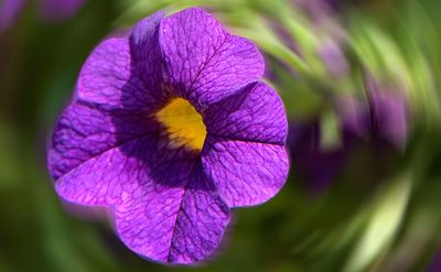 Lavender Fantasy Petunia