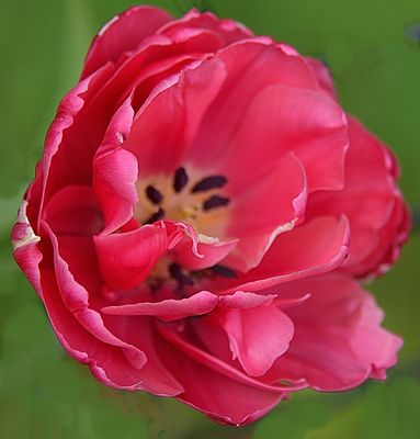 188 of 365 Pink Tulip