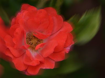 Neon Peach Rose.jpg