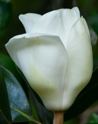 Pearl Magnolia Bloom