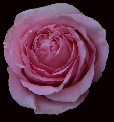 191 of 365 Frilly Pink Rose