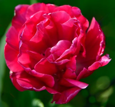 Really Pink Dutch Tulip.jpg