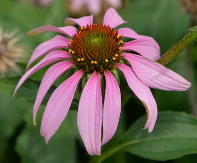 192 of 365 Cone Flower.jpg