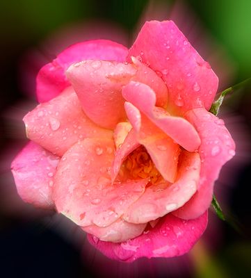 193 of 365 Pink Garden Rose