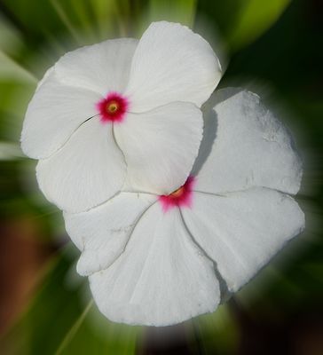 White Petunia with Hot Pink Center