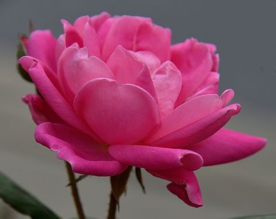 Bright Pink Summer Rose